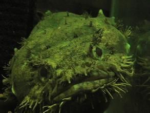 三棘獅子魚 三棘獅子魚