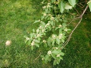 鈍葉扁擔桿 鈍葉扁擔桿