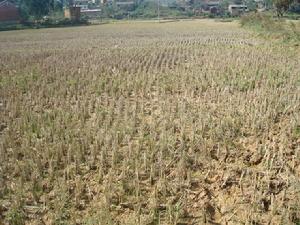 下卡作村的耕地