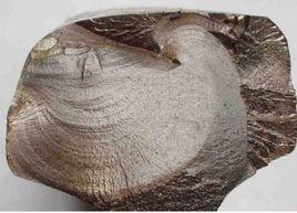 軌頭核傷 軌頭核傷