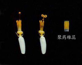 聚葯雄蕊 聚葯雄蕊