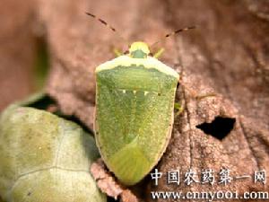 水稻稻綠蝽 水稻稻綠蝽