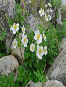 太白銀蓮花 太白銀蓮花