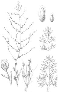 白莖絹蒿 白莖絹蒿