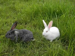 九疑山兔 九疑山兔