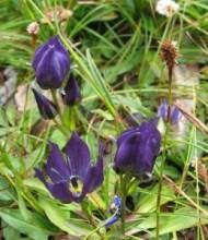 少花二葉獐牙菜 少花二葉獐牙菜