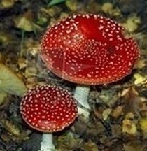 粉木耳[真菌類植物]