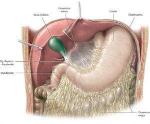 胃脾韌帶 胃脾韌帶