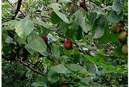 歐洲李 (Prunus domestica)