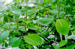 捲毛大葉柳 捲毛大葉柳