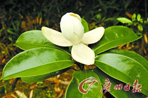 廣州木蓮 廣州木蓮