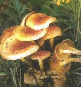 黃粘銹傘 黃粘銹傘