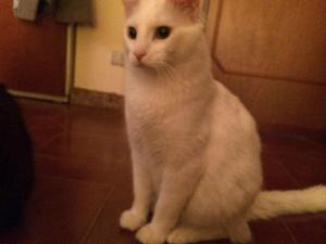 安哥拉貓 安哥拉貓