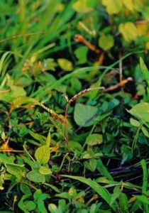 雲南沙地葉下珠 雲南沙地葉下珠