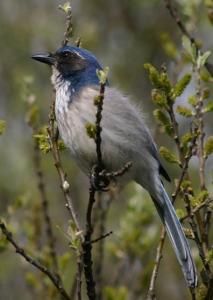西叢鴉墨西哥南部亞種 西叢鴉墨西哥南部亞種