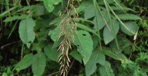 雙藥芒屬 雙藥芒屬