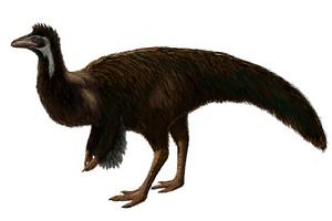 中國似鳥龍 中國似鳥龍