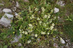 旋喙馬先蒿 旋喙馬先蒿