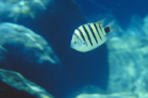 勞氏豆娘魚 勞氏豆娘魚
