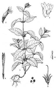 寬絲爵床屬 寬絲爵床屬