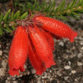 琉璃歐石楠 琉璃歐石楠