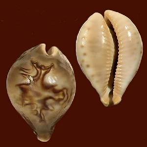 富東尼寶螺 富東尼寶螺