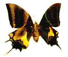 卡申夫鬼美人鳳蝶實圖