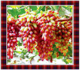 香妃[鮮食葡萄]