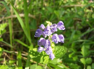長毛韓信草 長毛韓信草