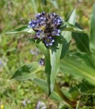 纖莖秦艽 纖莖秦艽