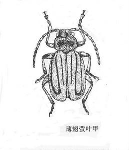 薄翅螢葉甲 薄翅螢葉甲