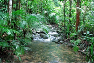 比亞沃維耶扎森林