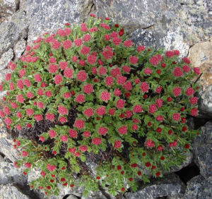 美花紅景天
