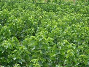 三台村自然村桑樹種植園