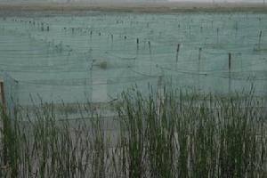 曹沖水庫壩底的黃鱔養殖基地