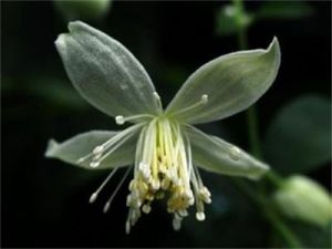 揚子鐵線蓮 揚子鐵線蓮