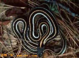劍紋帶蛇 劍紋帶蛇