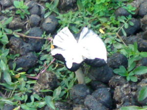 馬糞能看出你的性格