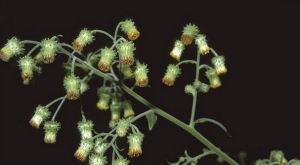 薄葉密花艾納香 薄葉密花艾納香