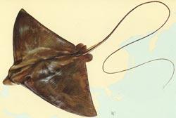 無斑鷂鱝 無斑鷂鱝