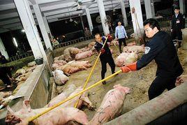 人道毀滅 人道毀滅