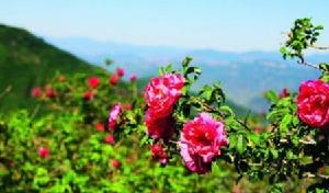 妙峰山玫瑰花 妙峰山玫瑰花