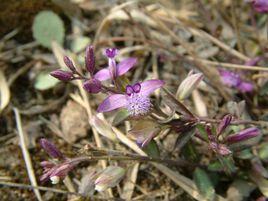 黃瓜仁草[黃瓜仁草]