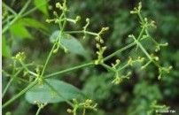 柄花茜草 柄花茜草