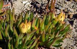 食用日中花 食用日中花