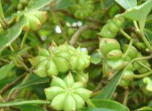 八角[木蘭科八角屬植物]