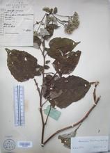 川陝風毛菊 川陝風毛菊