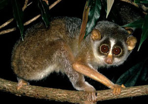 灰脊懶猴 灰脊懶猴