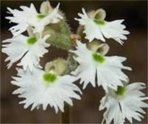 中華叉柱花 中華叉柱花