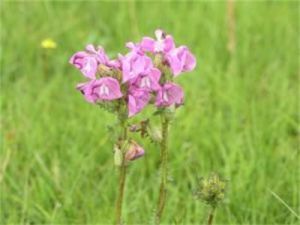大唇擬鼻花馬先蒿 大唇擬鼻花馬先蒿